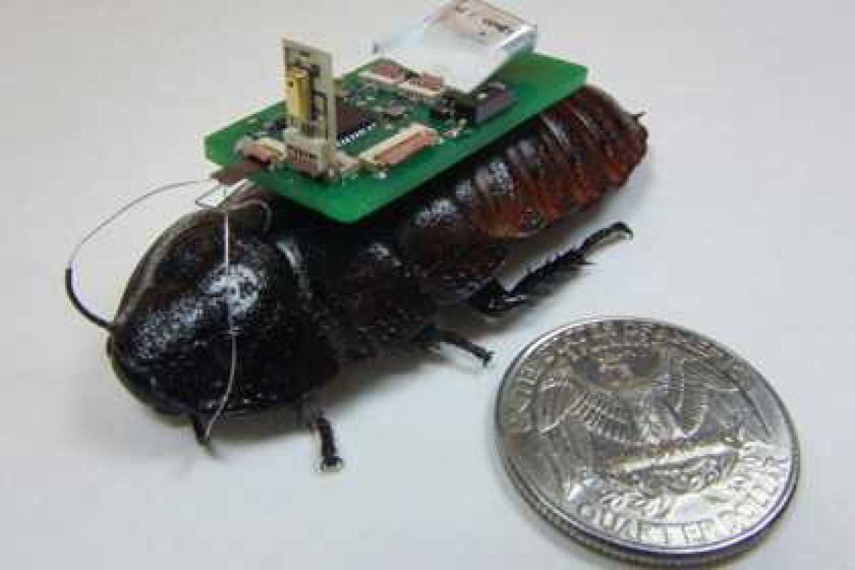 Тараканов-киборгов научили искать людей под завалами Тараканов-киборгов научили искать людей под завалами