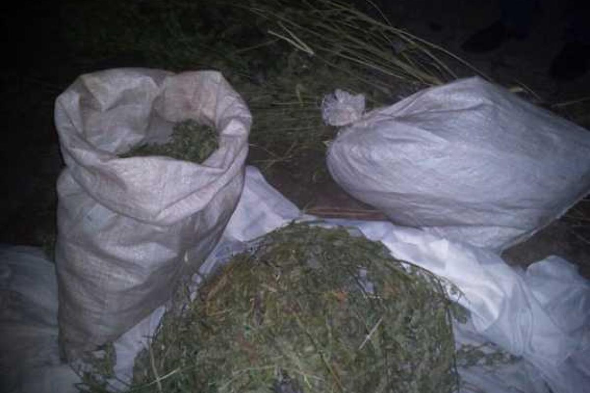 В Ровно у местного жителя изъяли 4 кг марихуаны В Ровно у местного жителя изъяли 4 кг марихуаны