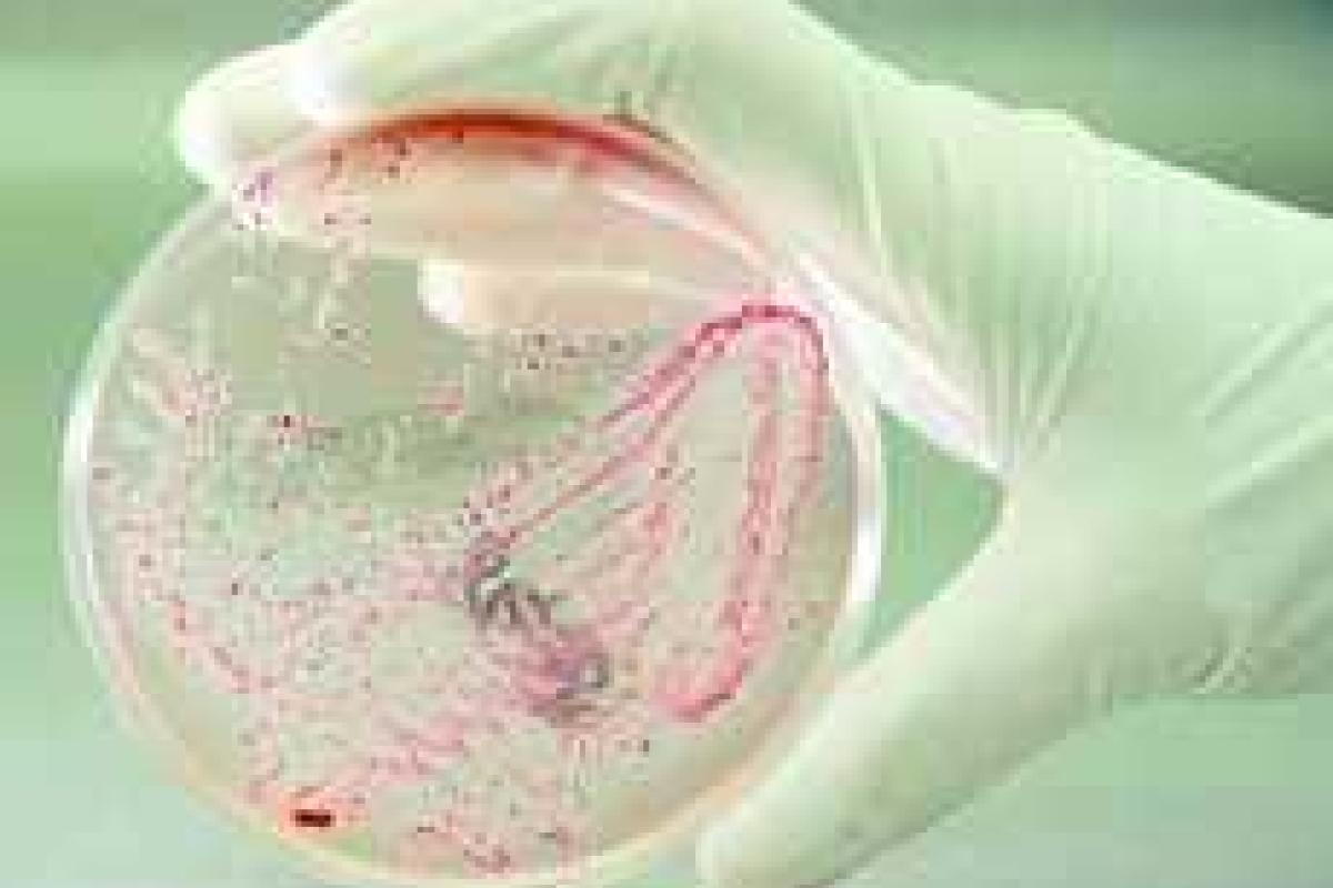 К 2050 году бактерии станут опаснее рака К 2050 году бактерии станут опаснее рака