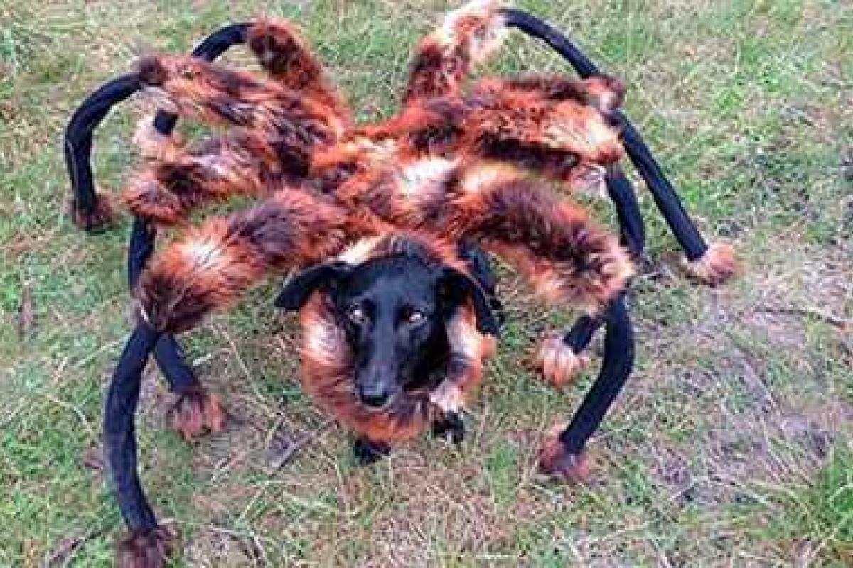 YouTube объявил десятку самых популярных роликов