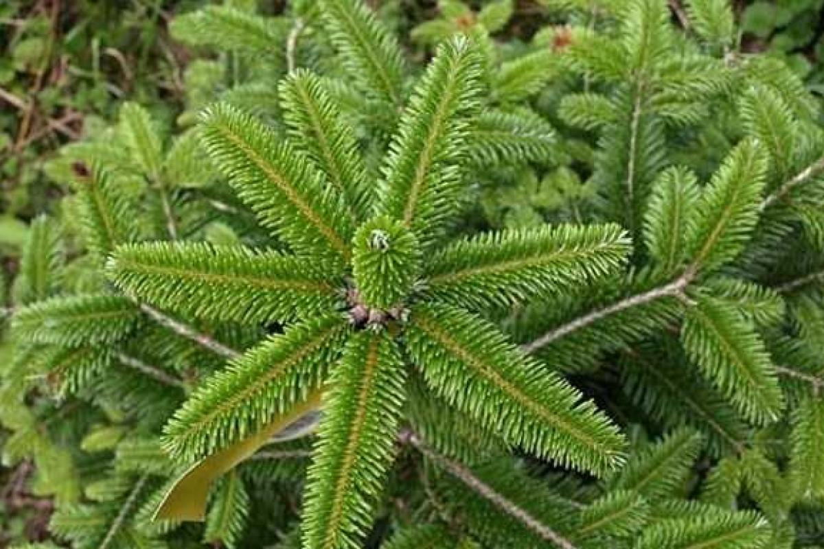 В одной новогодней елке находится до 25 тысяч насекомых В одной новогодней елке находится до 25 тысяч насекомых