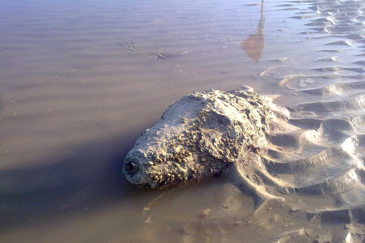 В 700 м от береговой линии Азовского моря нашли 100-кг авиабомбу В 700 м от береговой линии Азовского моря нашли 100-кг авиабомбу