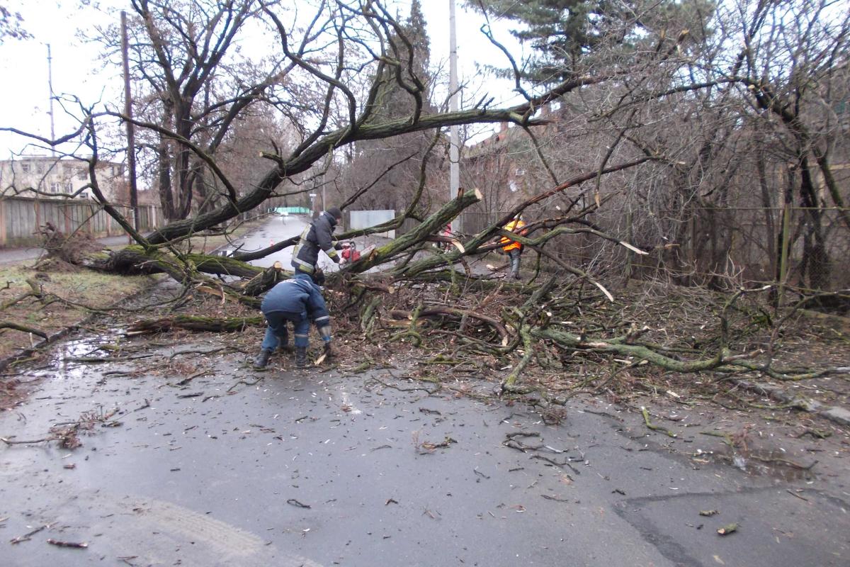 В Закарпатской области упал старый бук и остановил движение транспорта В Закарпатской области упал старый бук и остановил движение транспорта