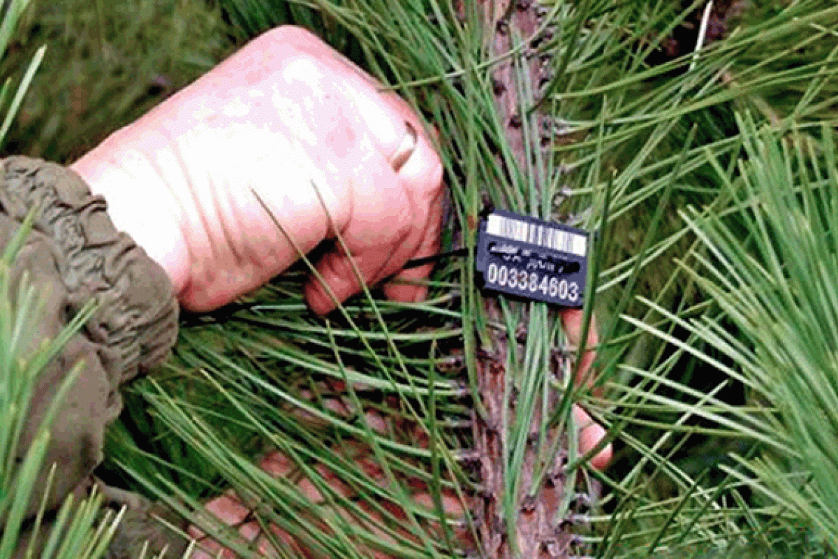 Луганская милиция проводит рейды по недопущению незаконной вырубки новогодних деревьев Луганская милиция проводит рейды по недопущению незаконной вырубки новогодних деревьев