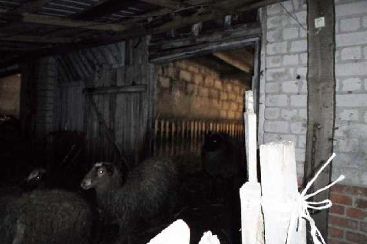 На Харьковщине четверо преступников вывезли с хозяйства более двух десятков овец На Харьковщине четверо преступников вывезли с хозяйства более двух десятков овец