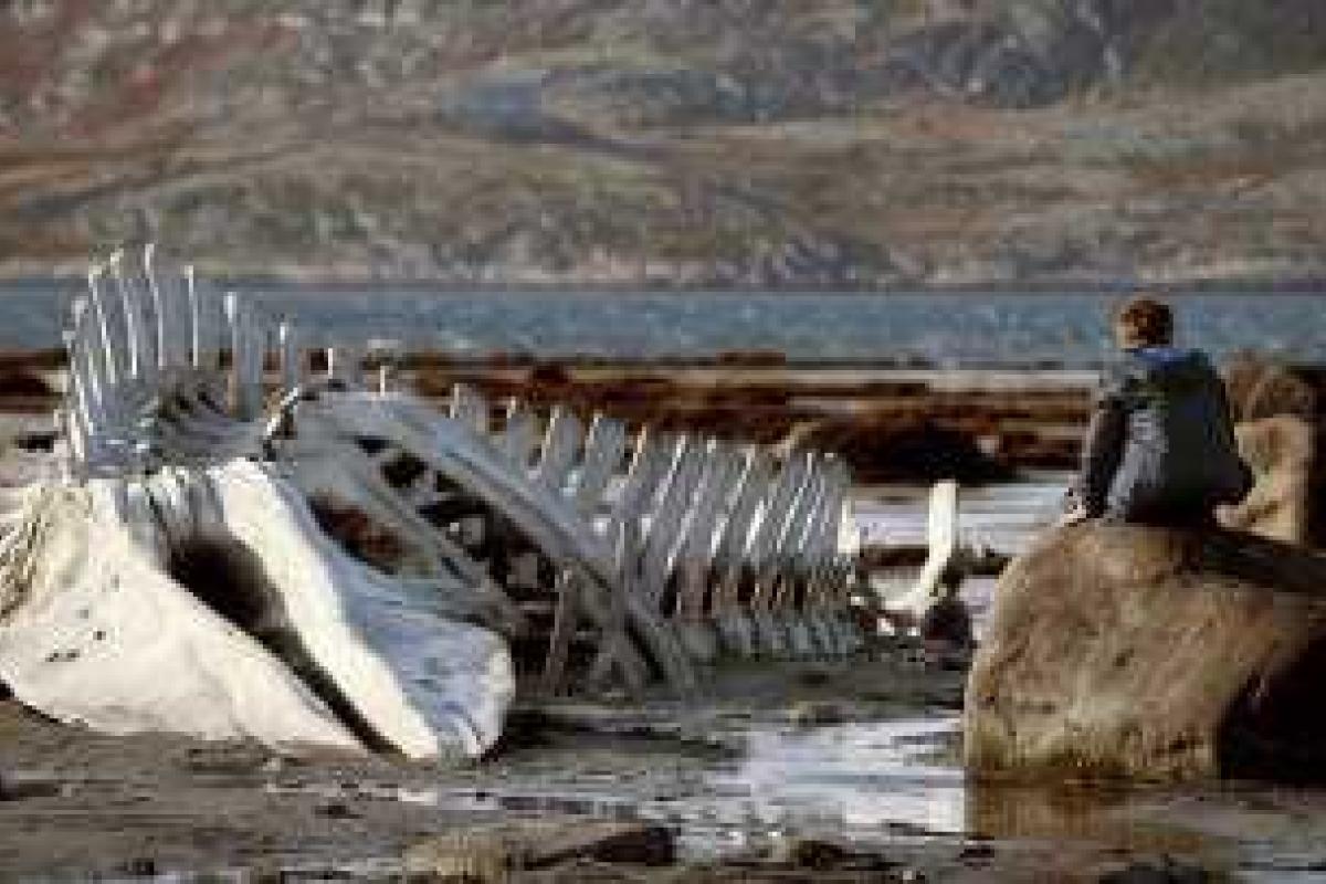 Российская лента впервые получила "Золотой глобус" Российская лента впервые получила "Золотой глобус"