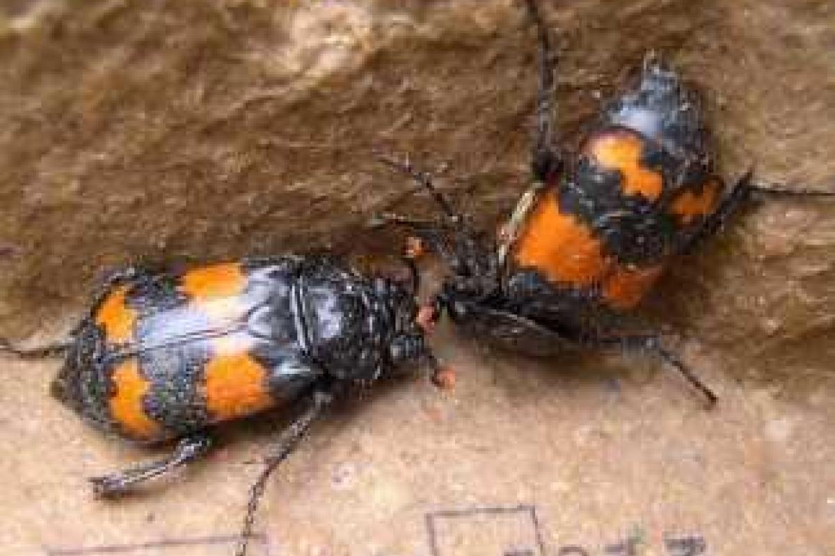 Биологи объяснили явление гомосексуальности у насекомых Биологи объяснили явление гомосексуальности у насекомых