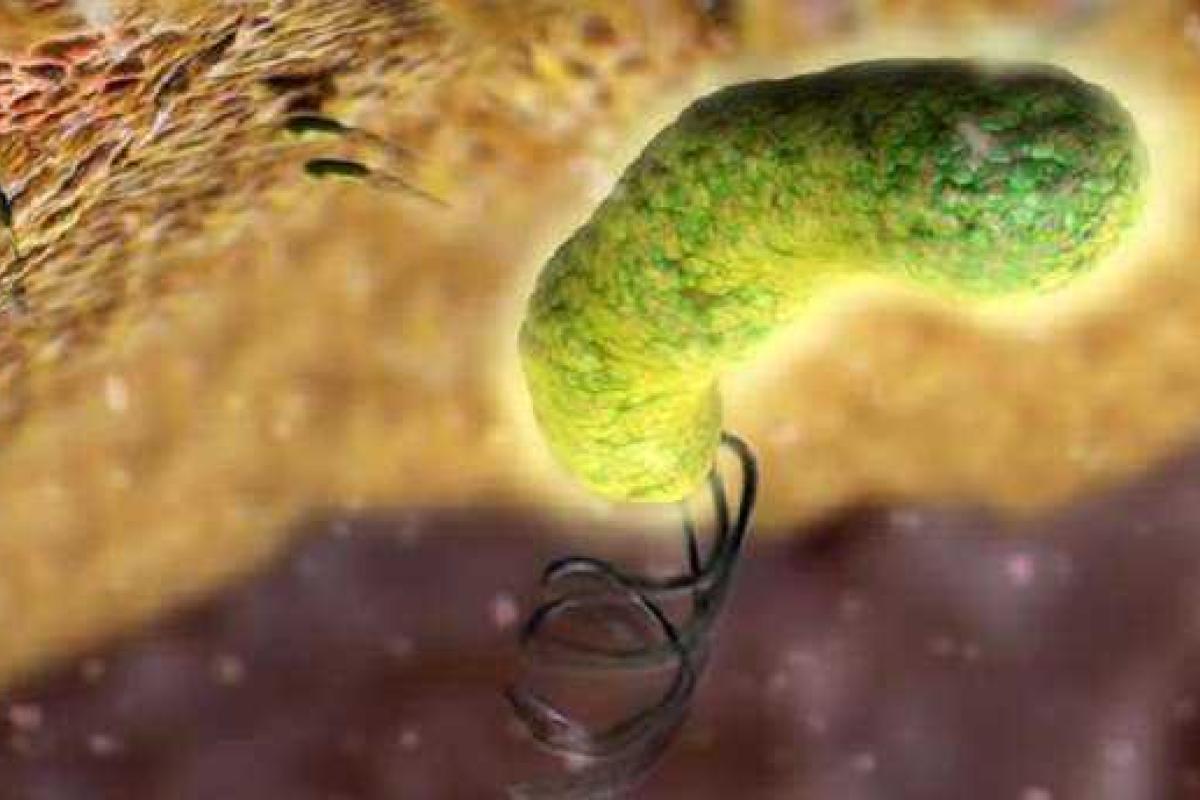 Бактерии помогают детям и уничтожают стариков Бактерии помогают детям и уничтожают стариков