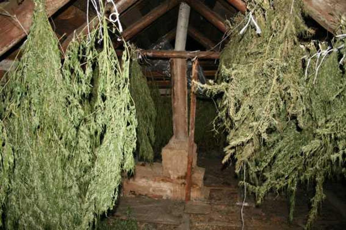 В Чернигове правоохранители изъяли 20 кг сортовой голландской конопли