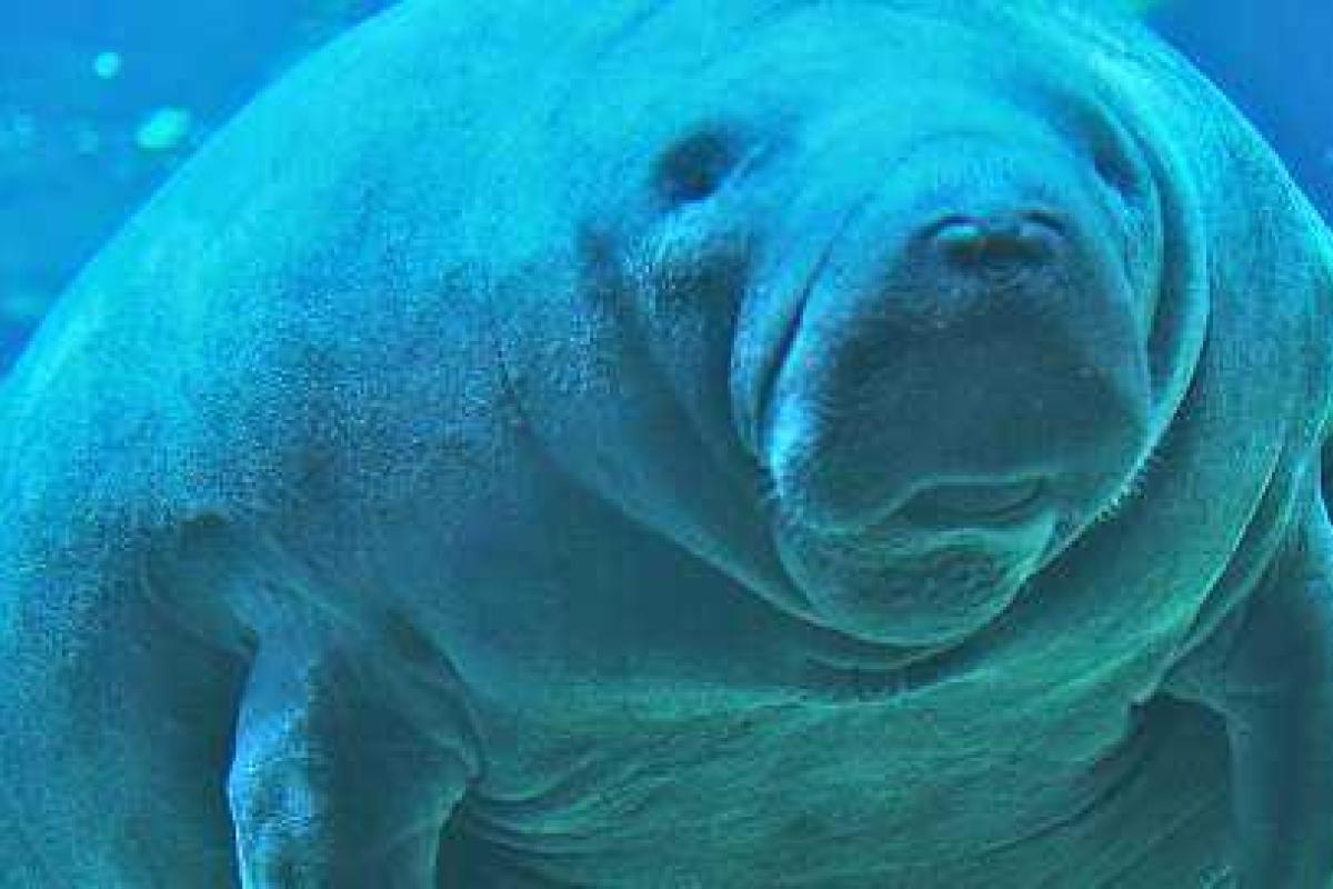 "Морские коровы" застряли в канализации США "Морские коровы" застряли в канализации США