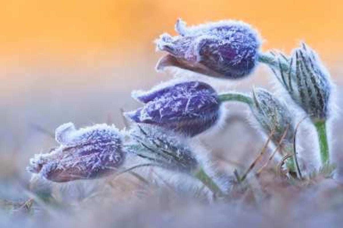 Женский день в Украине будет солнечным - синоптики