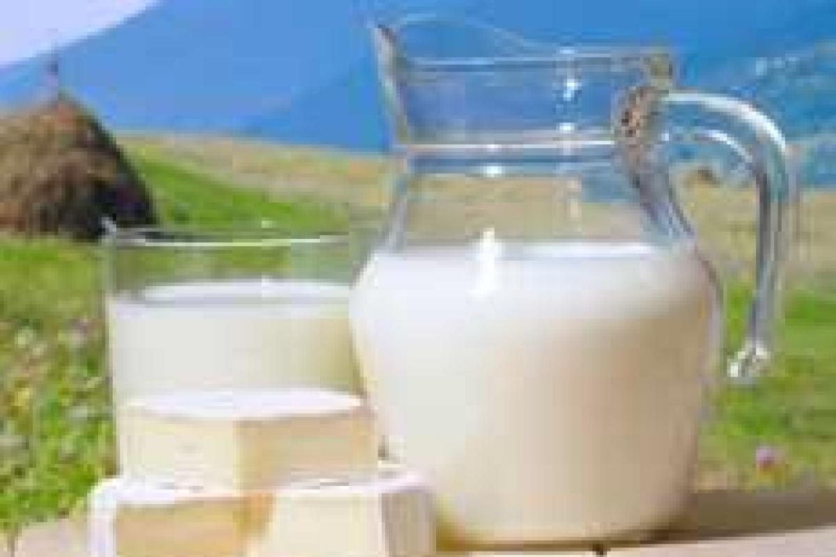 Молоко поможет предотвратить слабоумие Молоко поможет предотвратить слабоумие