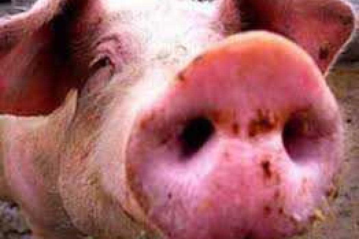 В России двое рабочих изнасиловали свиноматку В России двое рабочих изнасиловали свиноматку