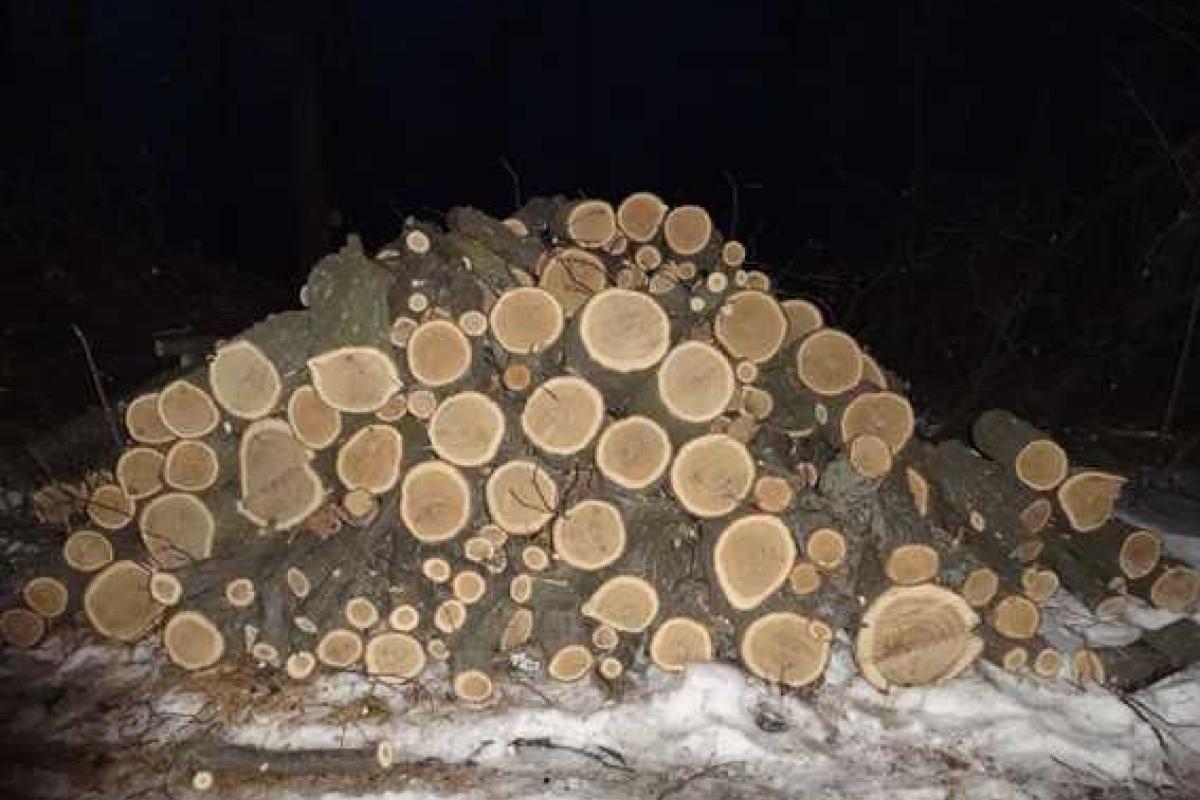 На Харьковщине задержаны мужчины, которые незаконно вырубали лес