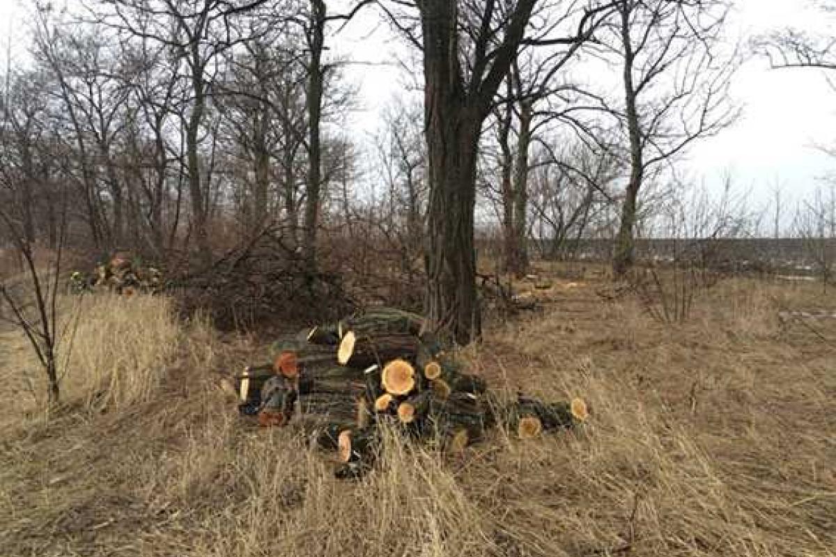 На Днепропетровщине преступники вырубили лес на 62 тысячи гривен На Днепропетровщине преступники вырубили лес на 62 тысячи гривен