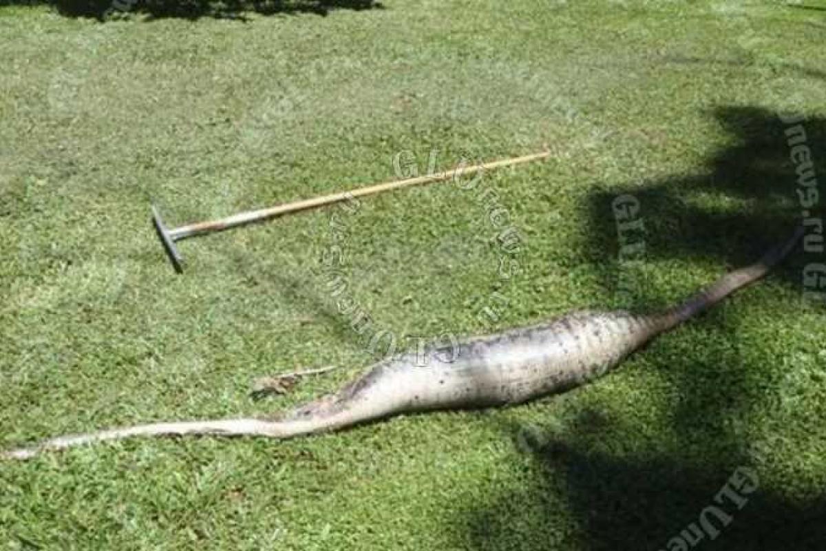 Австралиец нашел своего кота в желудке у питона Австралиец нашел своего кота в желудке у питона