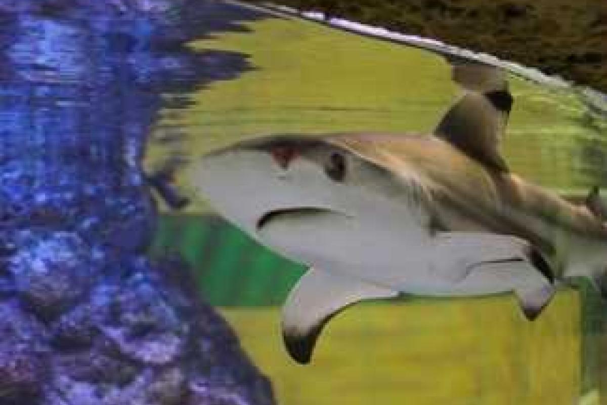 Акула в российском зоопарке умерла от нервного срыва Акула в российском зоопарке умерла от нервного срыва