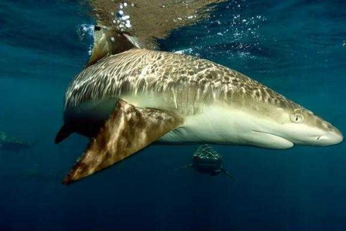 Акула умерла от сердечного приступа