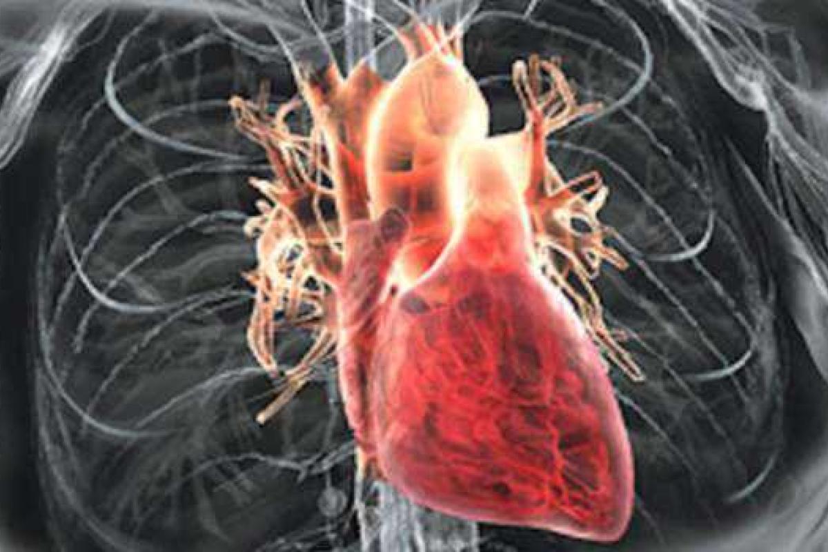 Невысокий рост повышает риск сердечных заболеваний Невысокий рост повышает риск сердечных заболеваний