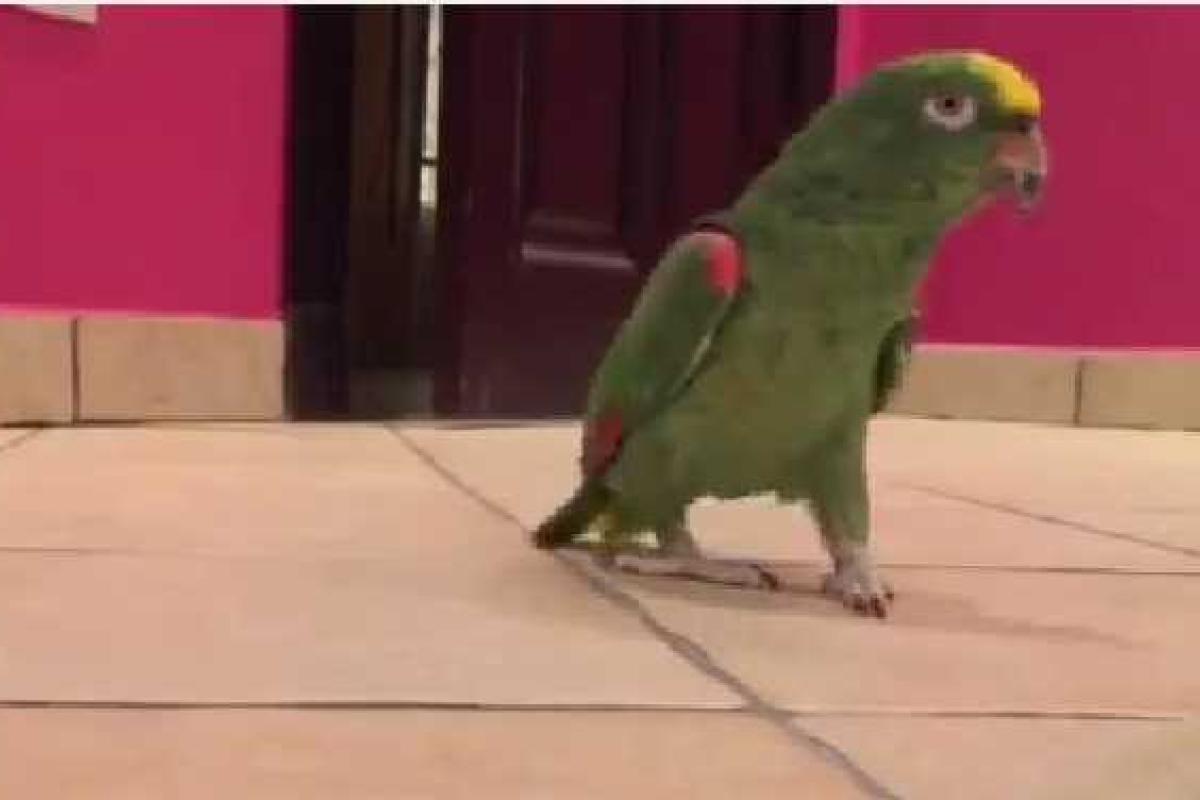 Попугай со смехом суперзлодея стал звездой YouTube