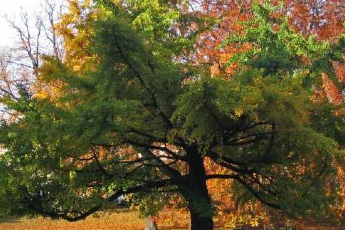 В Харькове высадят деревья самого древнего вида 