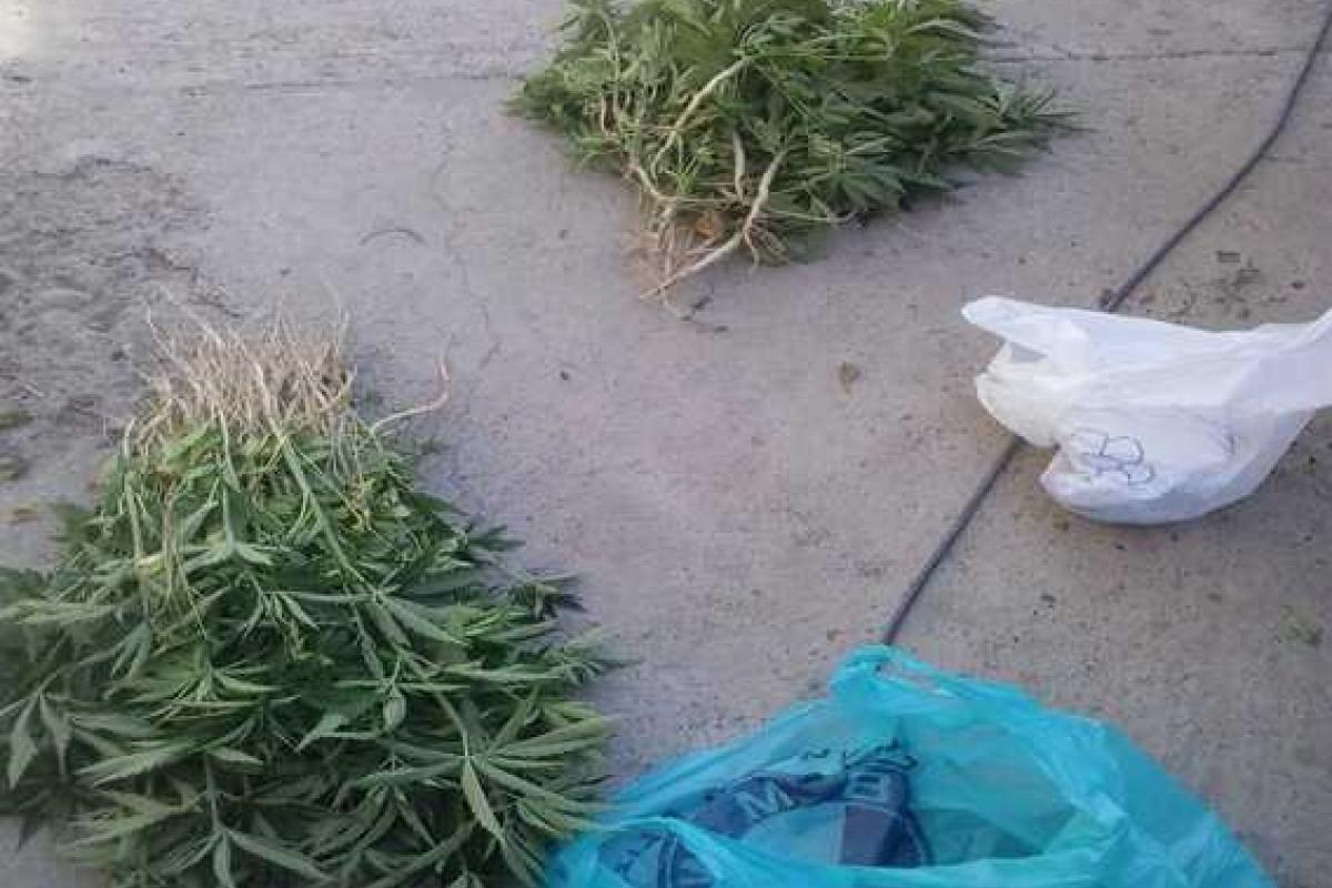 Буковинец понесет ответственность за выращивание конопли и хранение боеприпасов Буковинец понесет ответственность за выращивание конопли и хранение боеприпасов