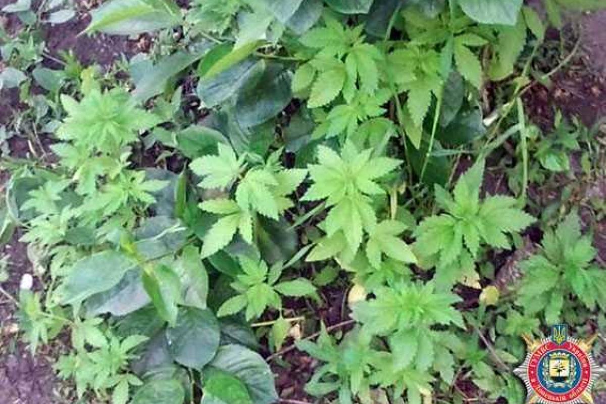 Мариуполец выращивал коноплю на своем приусадебном участке