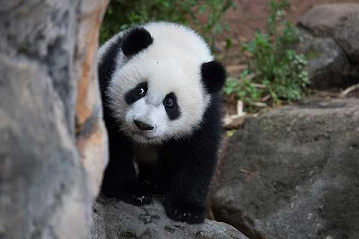 Интернет «порвало» видео с упавшей с кровати пандой