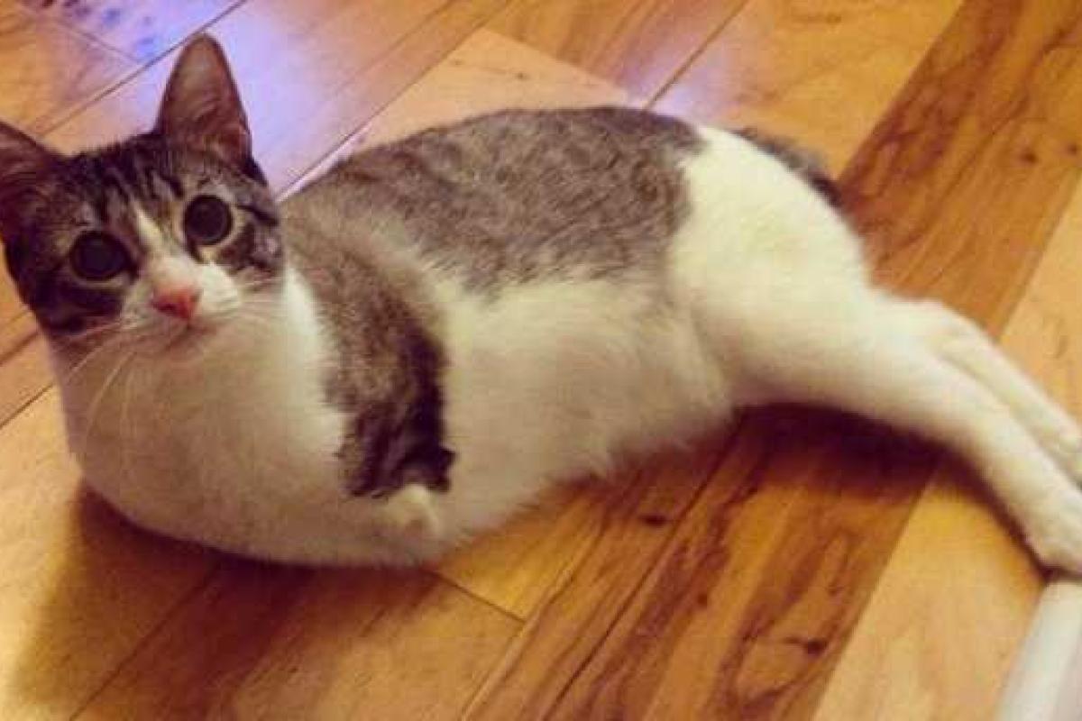 Игривый кот на двух лапах стал звездой Instagram Игривый кот на двух лапах стал звездой Instagram