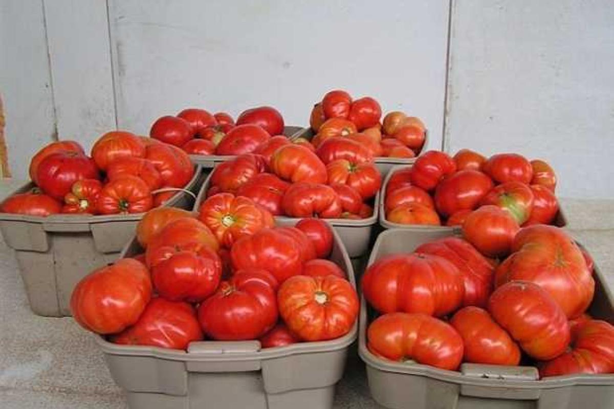 Плоды хозяйствования по Москалю: в Станице селяне продают помидоры по 3 грн