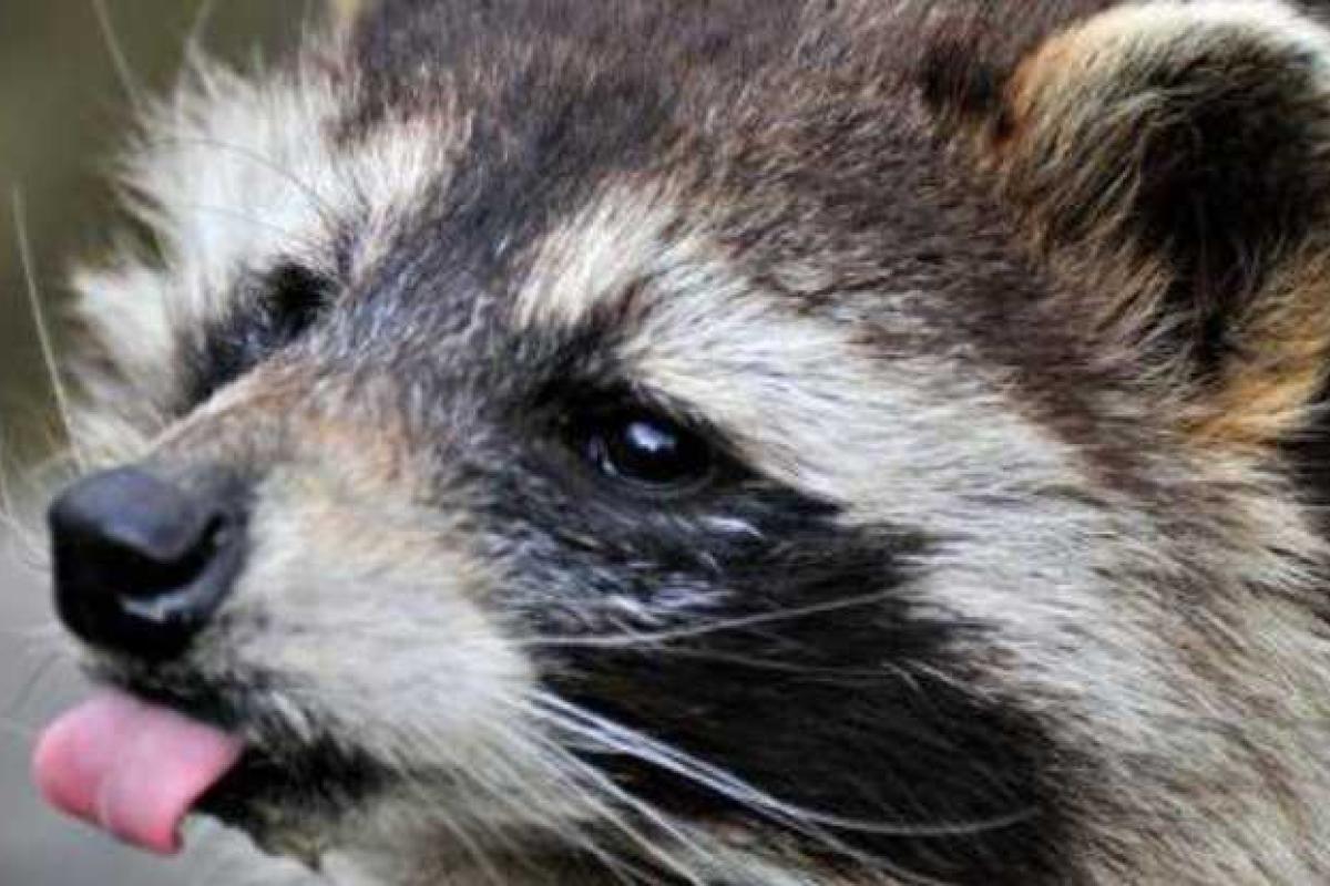 Ролик с пьяным енотом набрал более 1,3 млн просмотров