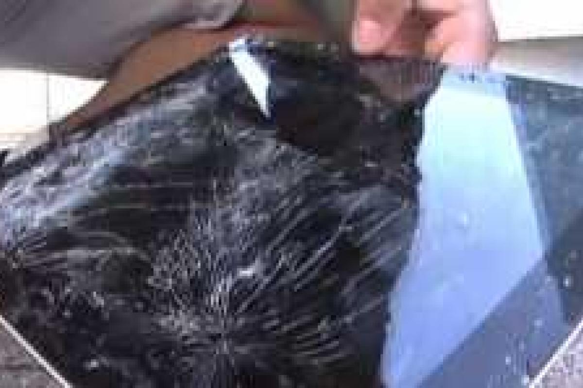 Житель Санкт-Петербурга скончался после попытки съесть стекло от разбитого планшета Житель Санкт-Петербурга скончался после попытки съесть стекло от разбитого планшета