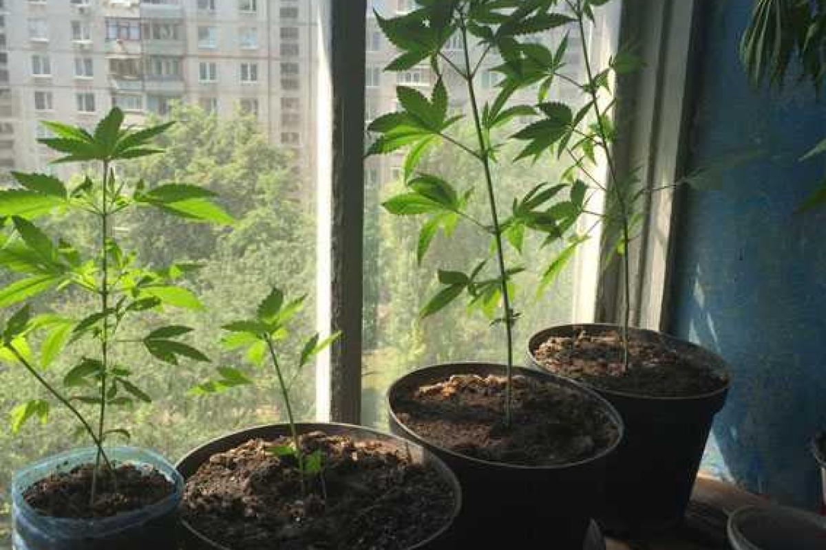 Харьковчанин вырастил в своей квартире плантацию конопли 
