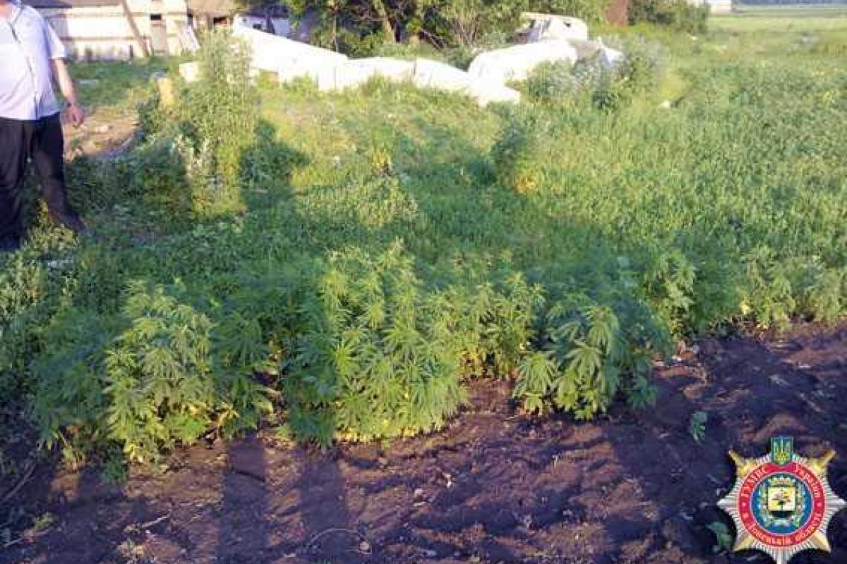 Житель Донетчины разбил конопляную плантацию на своем участке