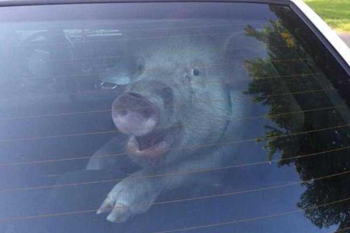 Арестованный поросенок в отместку обгадил полицейскую машину