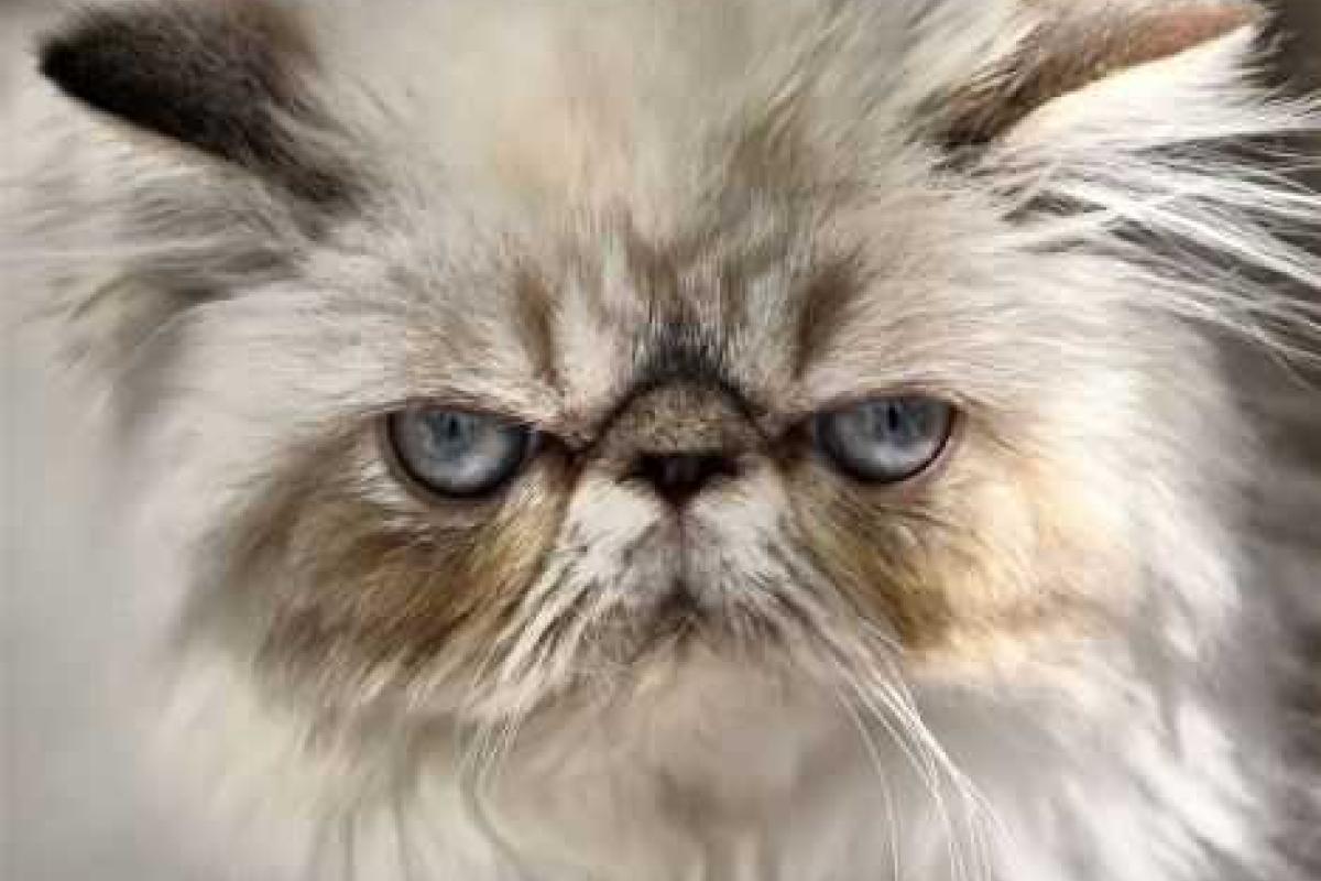 На Харьковщине кот убил хозяина