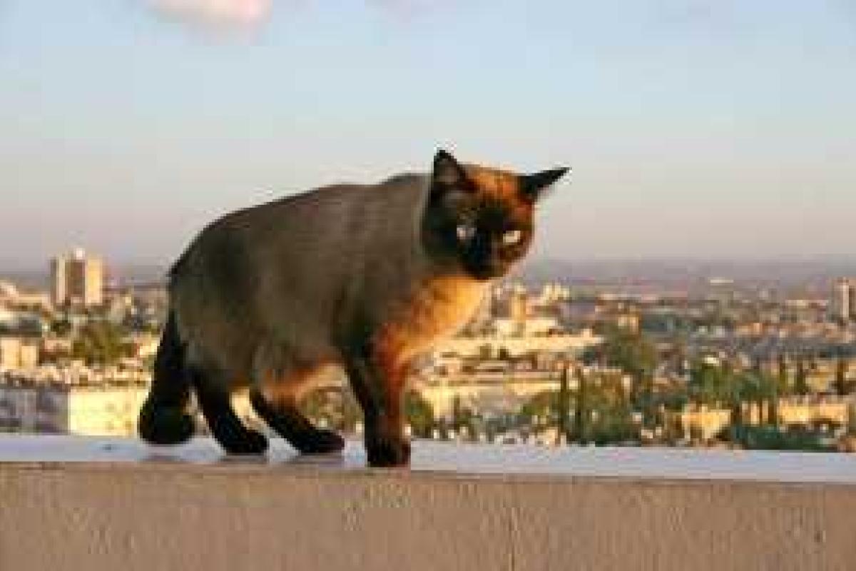 Житель Воронежской области "заказал" киллеру кошку, но был застрелен вместо нее Житель Воронежской области "заказал" киллеру кошку, но был застрелен вместо нее