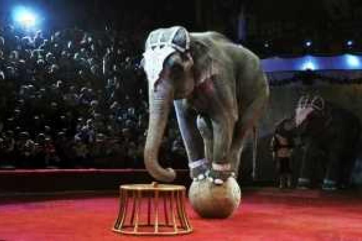 В могилевском цирке с двухметровой высоты рухнул слон