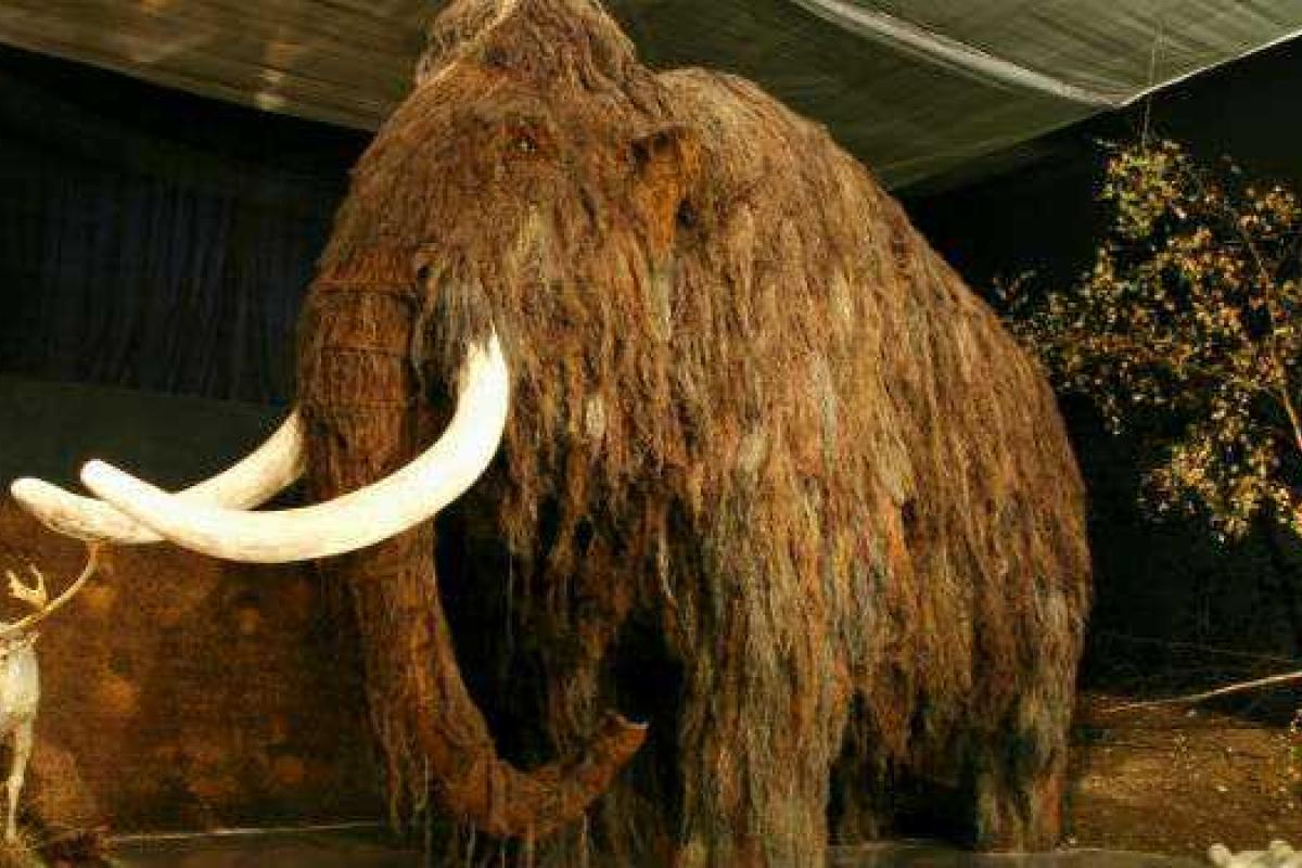 К исчезновению мамонтов причастны не люди, а климат К исчезновению мамонтов причастны не люди, а климат