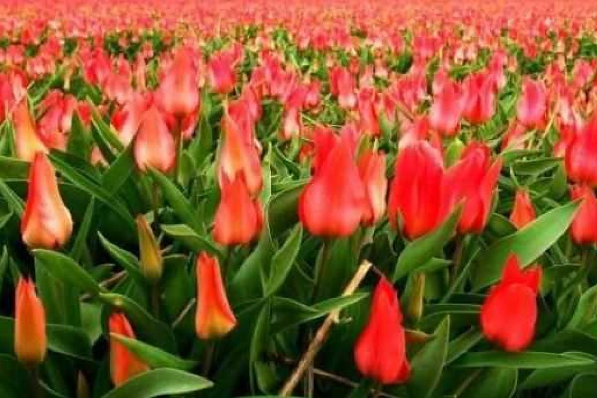 Россия запретила импорт цветов из Нидерландов Россия запретила импорт цветов из Нидерландов