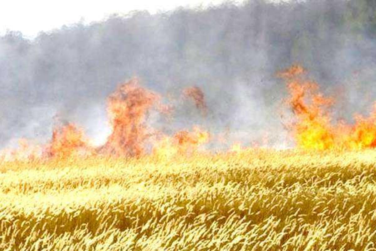 В «ДНР» утверждают, что украинские силовики уничтожают «их» урожай зерновых В «ДНР» утверждают, что украинские силовики уничтожают «их» урожай зерновых