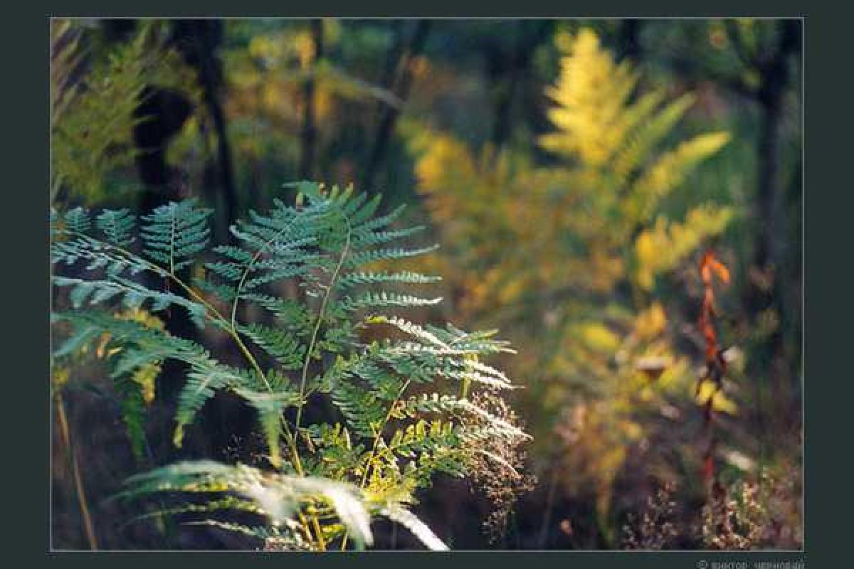 В Енакиево патруль «ДНР» избил молодежь, празднующую Ивана Купала 