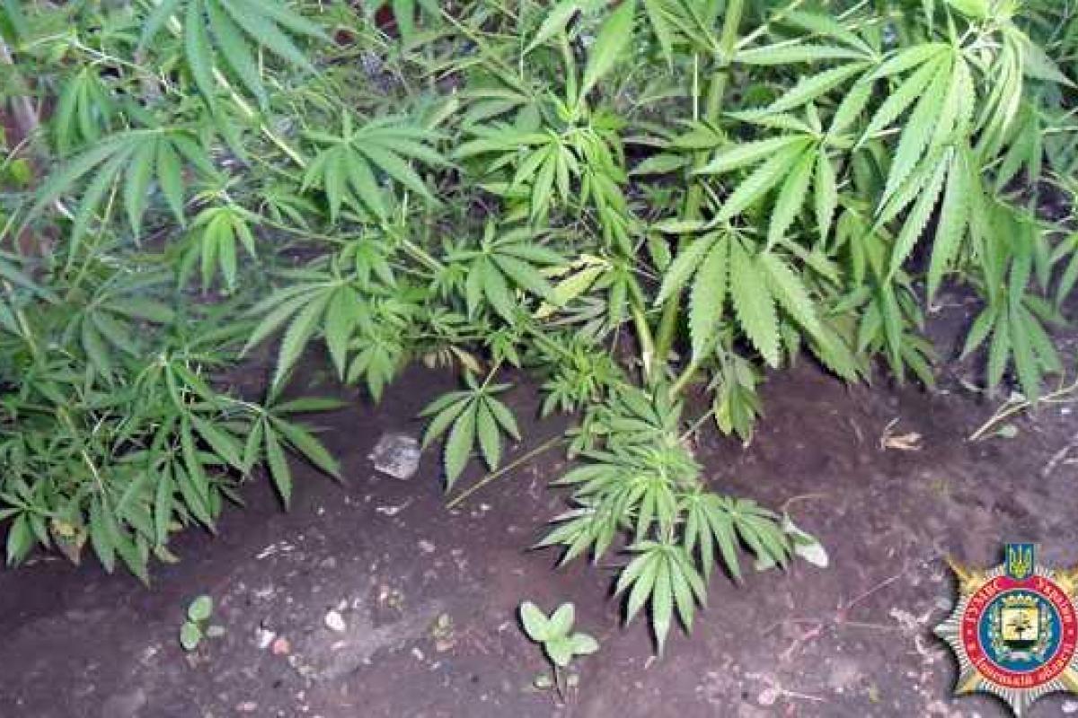 У жителя Донетчины ликвидирована плантация с коноплей