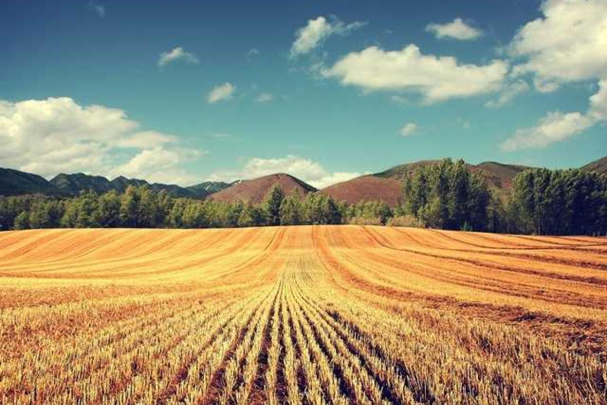 В Красном Октябре собрали хороший урожай пшеницы
