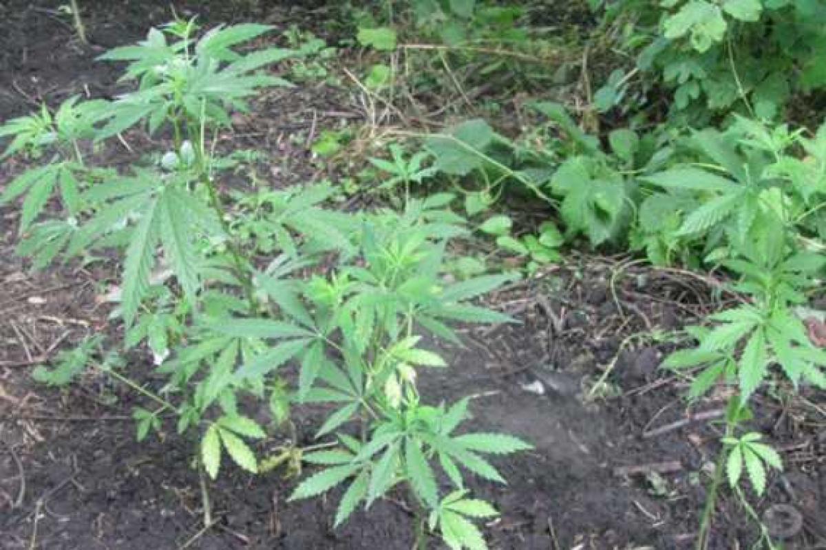 У жителя Черкасской области, который выращивал коноплю, нашли еще и взрывчатку