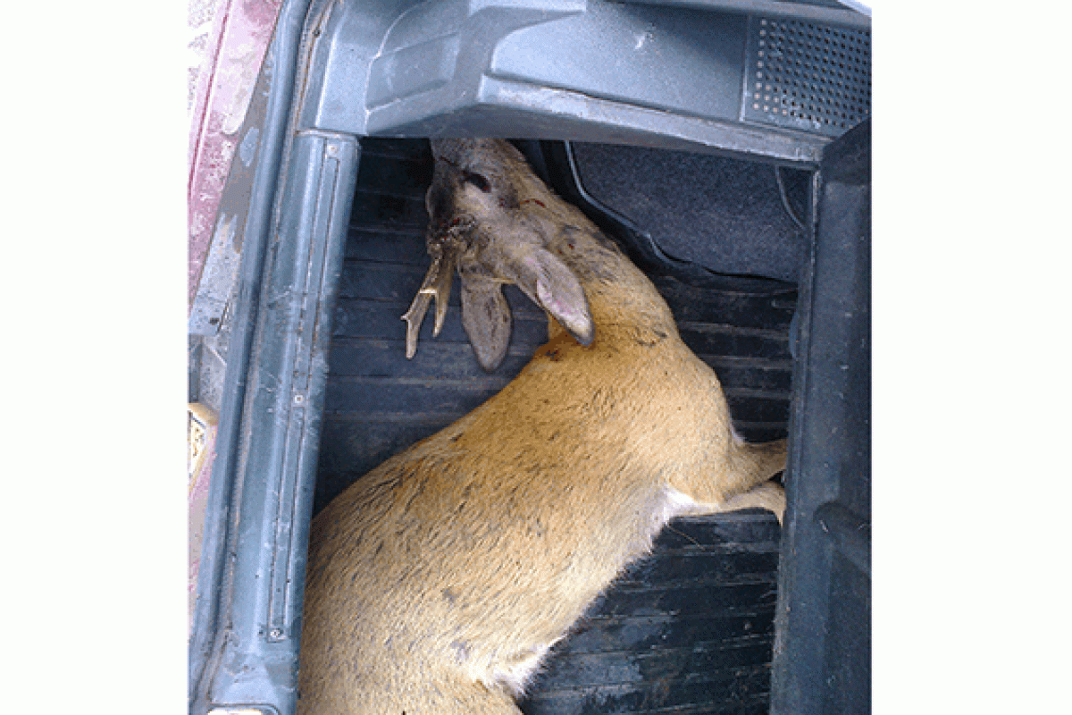 На Луганщине задержали браконьера с мертвой косулей в багажнике На Луганщине задержали браконьера с мертвой косулей в багажнике