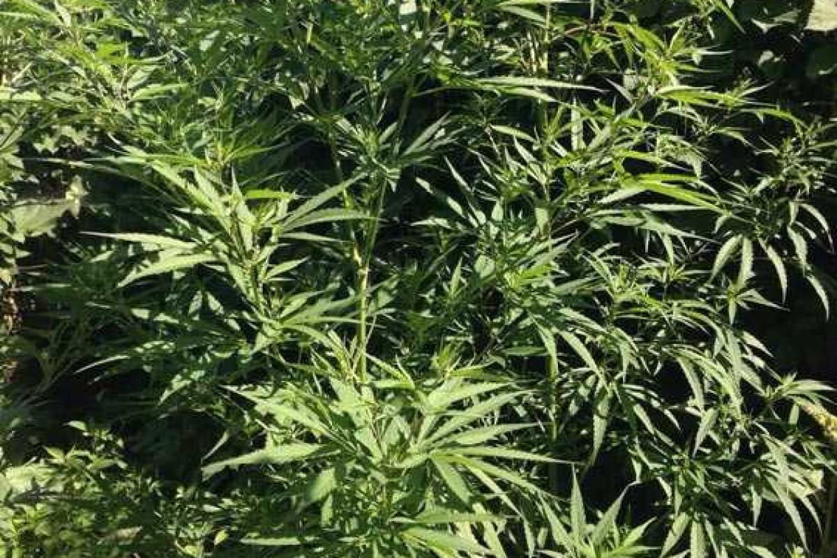 Харьковские правоохранители обнаружили плантацию конопли у 47-летней женщины