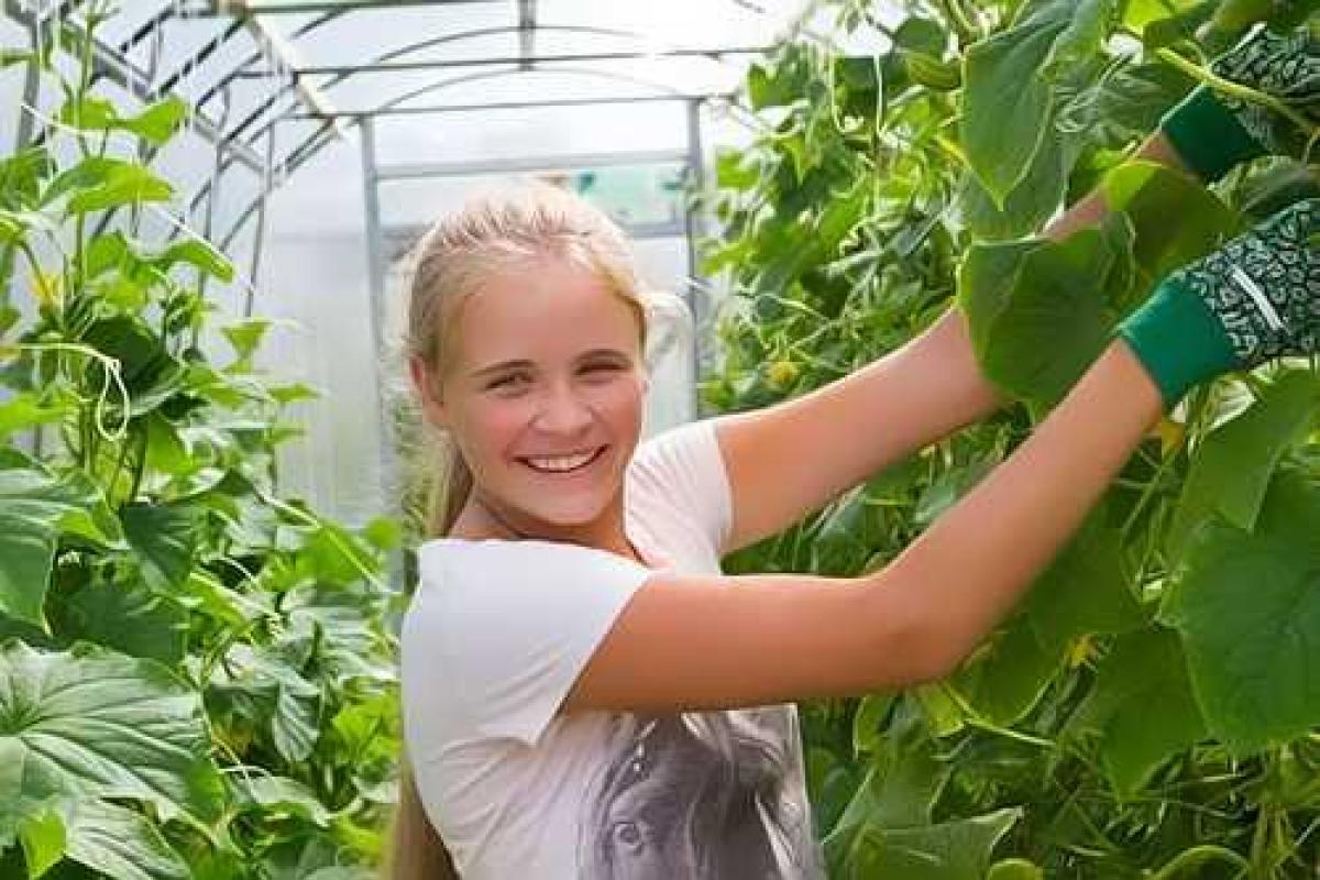 Какую теплицу приобрести? Какую теплицу приобрести?