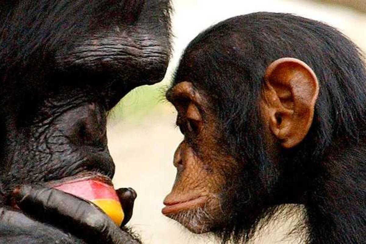 Суд Нью-Йорка не признал двух шимпанзе личностями Суд Нью-Йорка не признал двух шимпанзе личностями