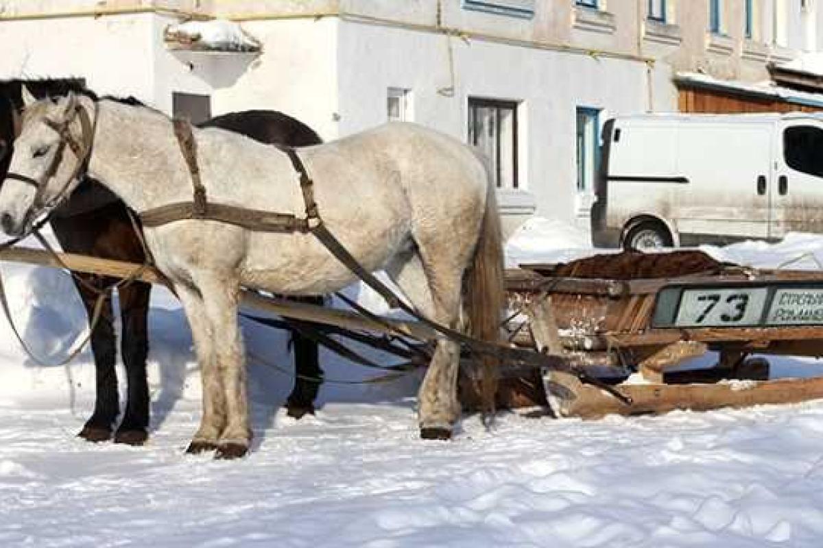Россия продолжает вставать с колен: в Омске вместо автобусов будут ездить на лошадях Россия продолжает вставать с колен: в Омске вместо автобусов будут ездить на лошадях